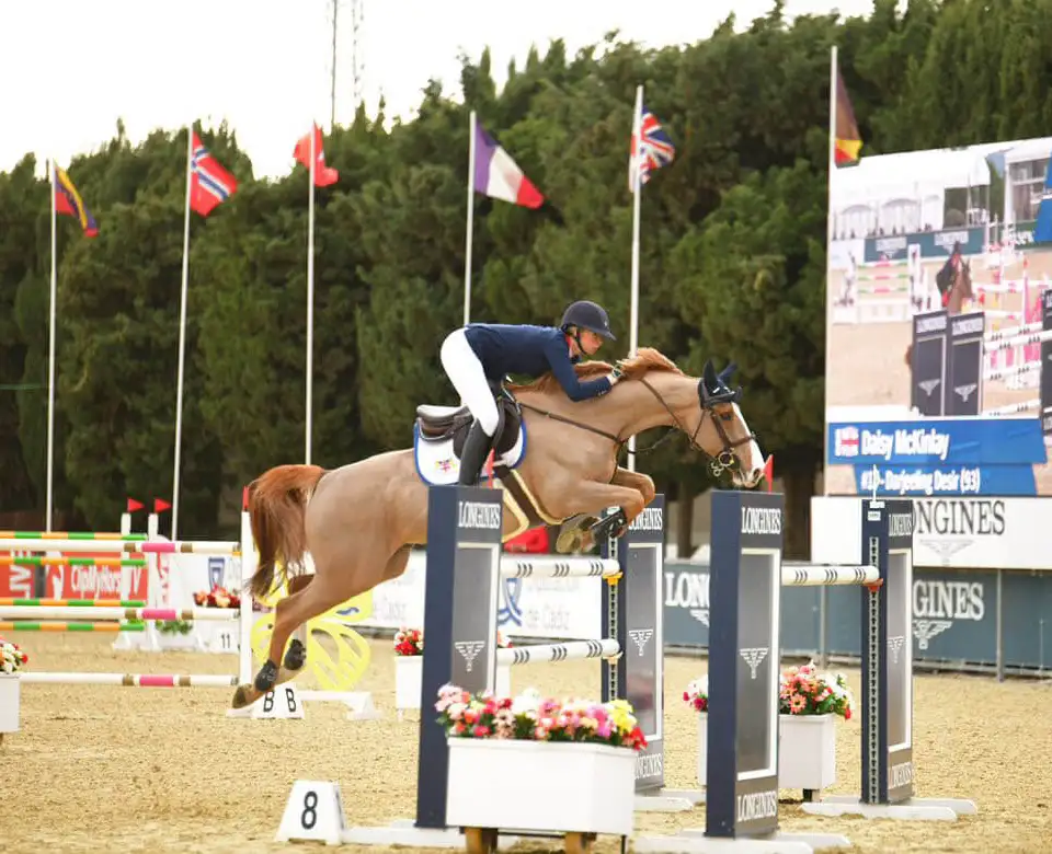 Show Jumping Horse For Sale